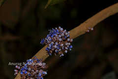 Memecylon randerianum